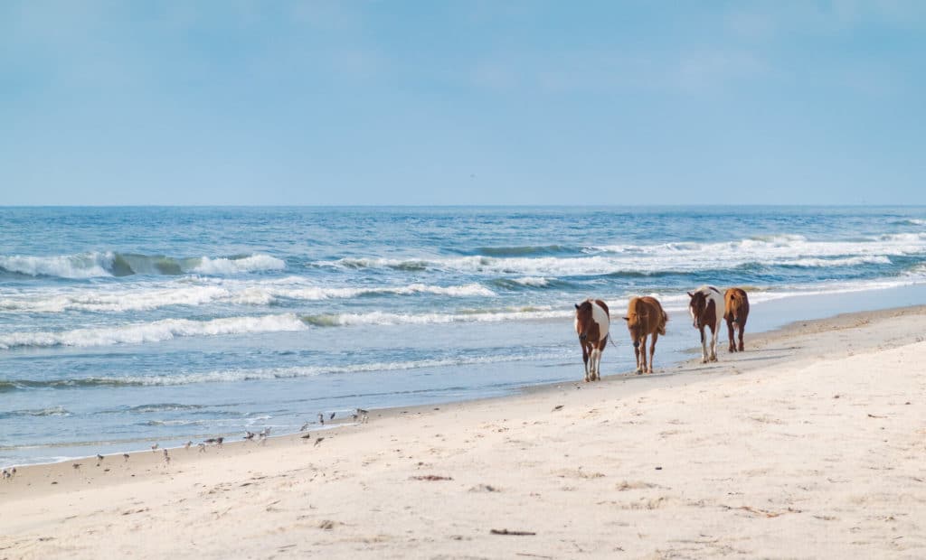 Enjoy wildlife water activities and catch a glimpse of wild horses at Assateague Island.