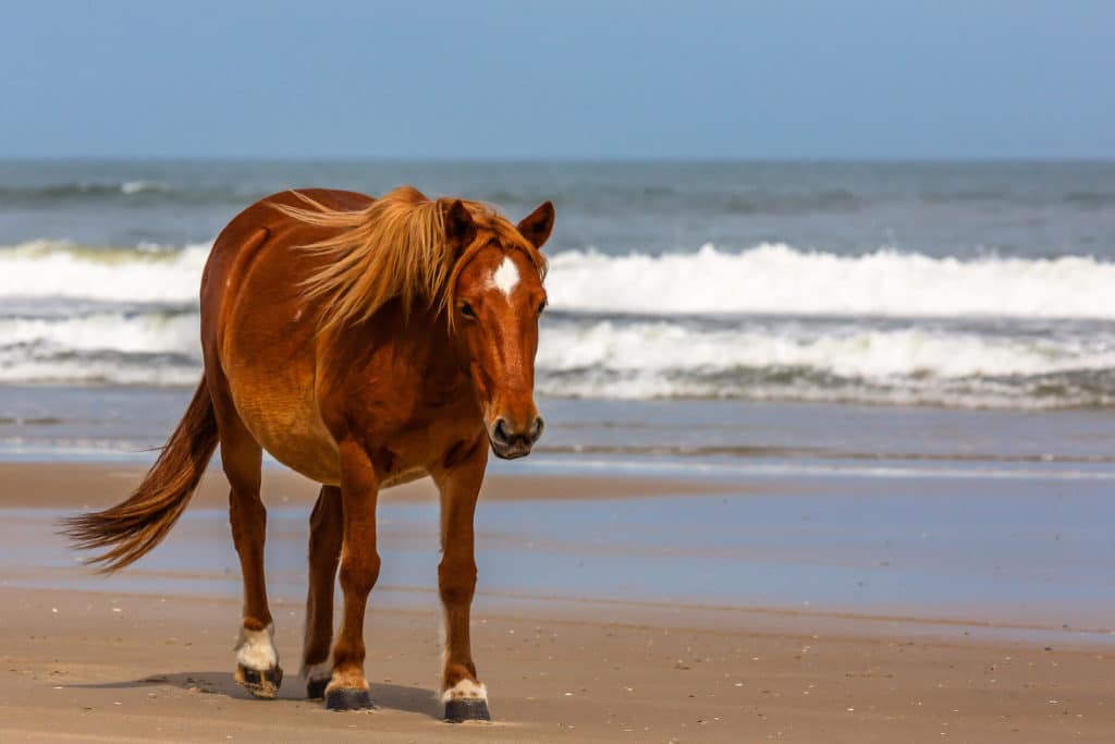Enjoy great views and horse sightings at Corolla Beach.