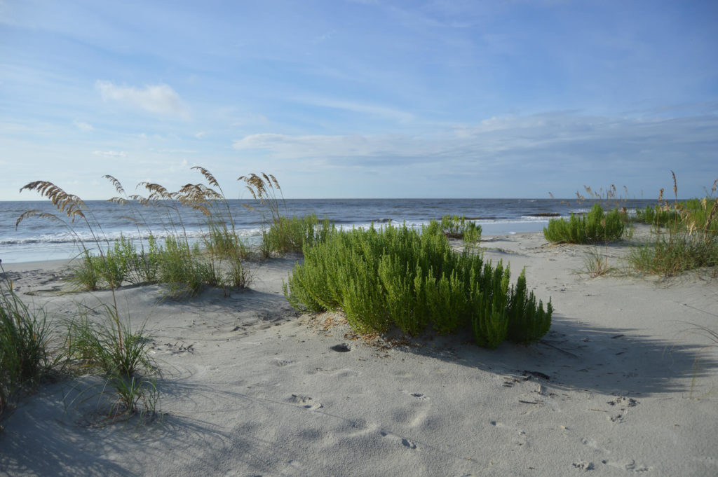 A part of Georgia's Golden Isles is East Beach, a pet-friendly area with plenty of amenities.