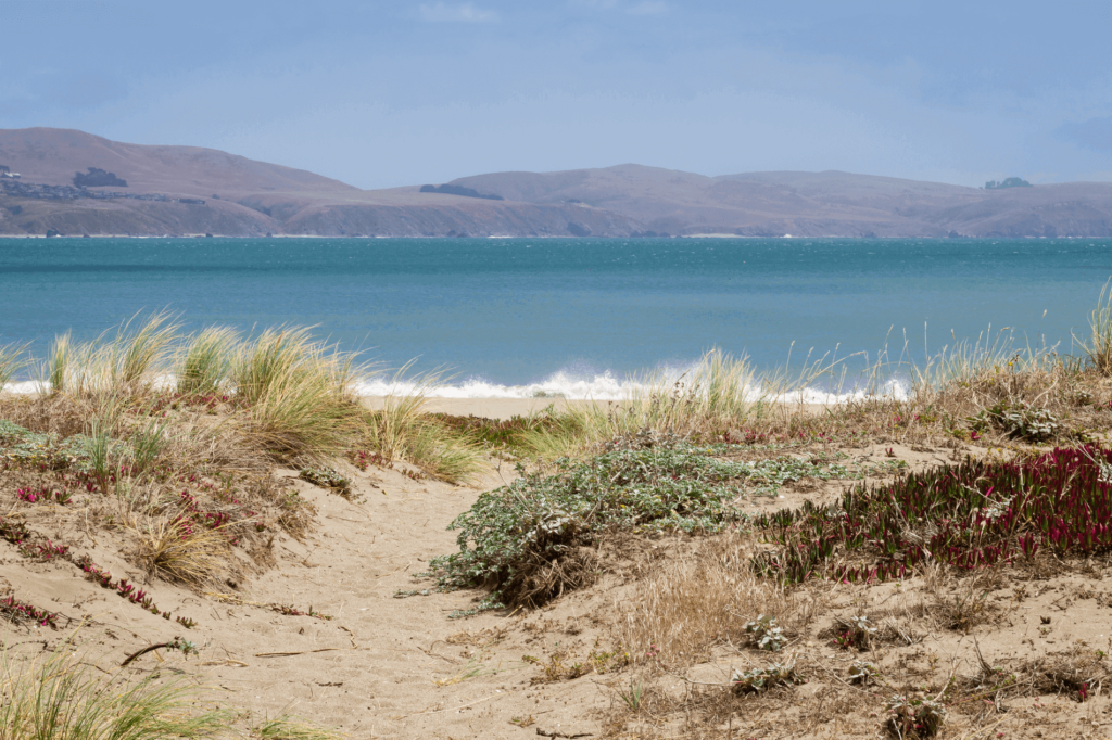 Bodega Dunes is a famous beach and campsite in Sonoma County. 
