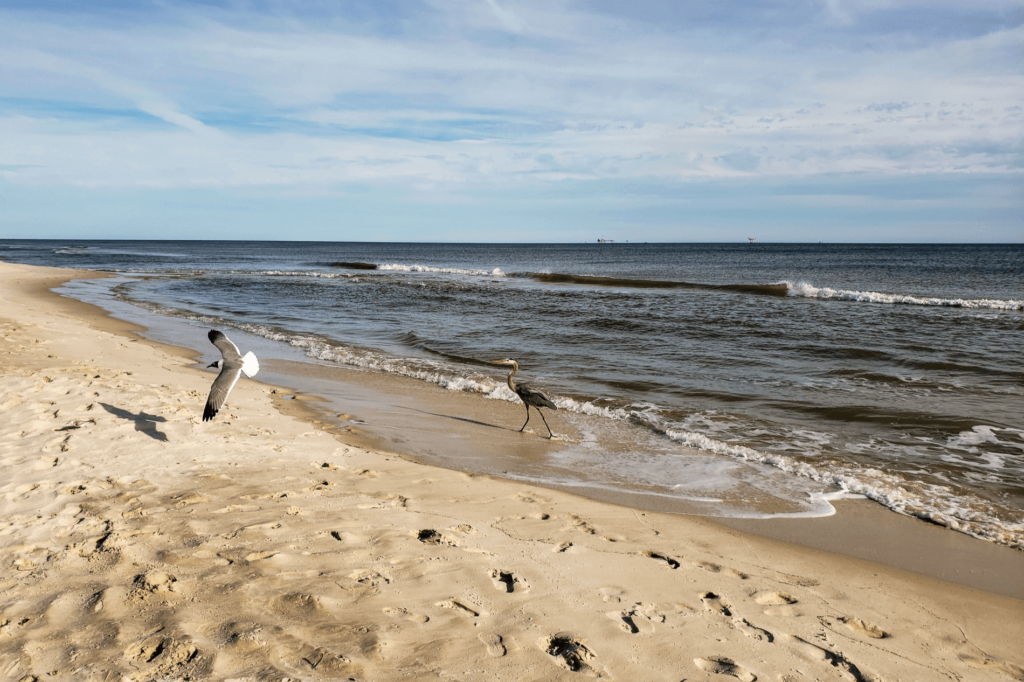 A trip to the lesser-known and pet-friendly Fort Morgan beaches offers peace and quiet.