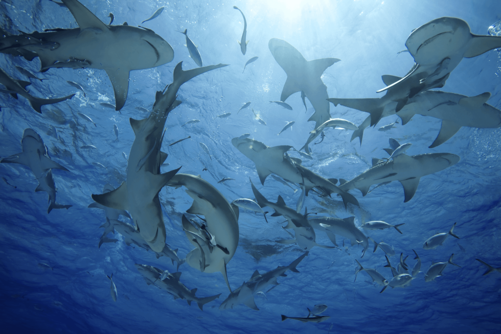 There are very few human fatalities due to sharks.