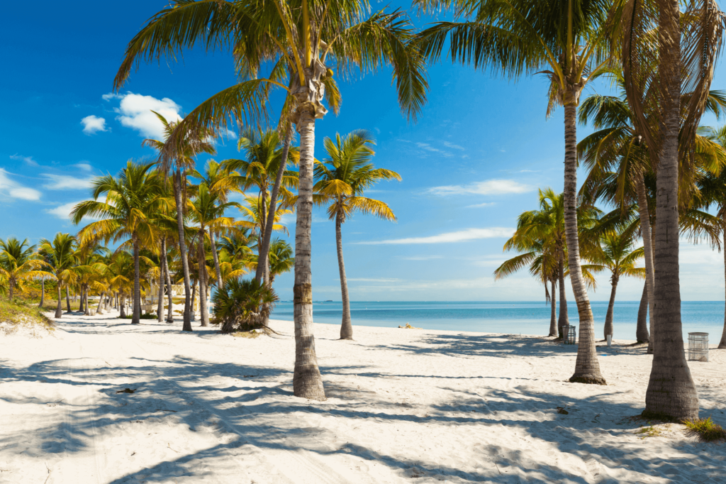 Crandon Park Beach is unlike any other, with unique dunes, seagrass beds, coastal hammocks, and mangroves.