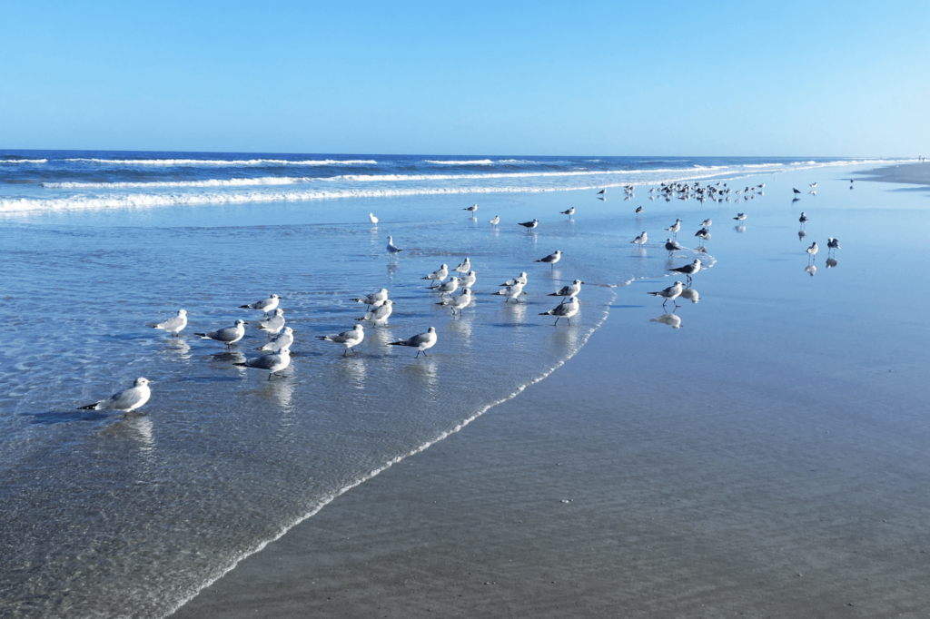 Jacksonville Beach is the cities' main beach – easy and fun to visit.