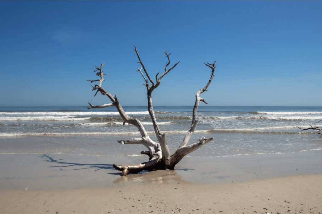 Little Talbot Island State Park covers an island just above Jacksonville.