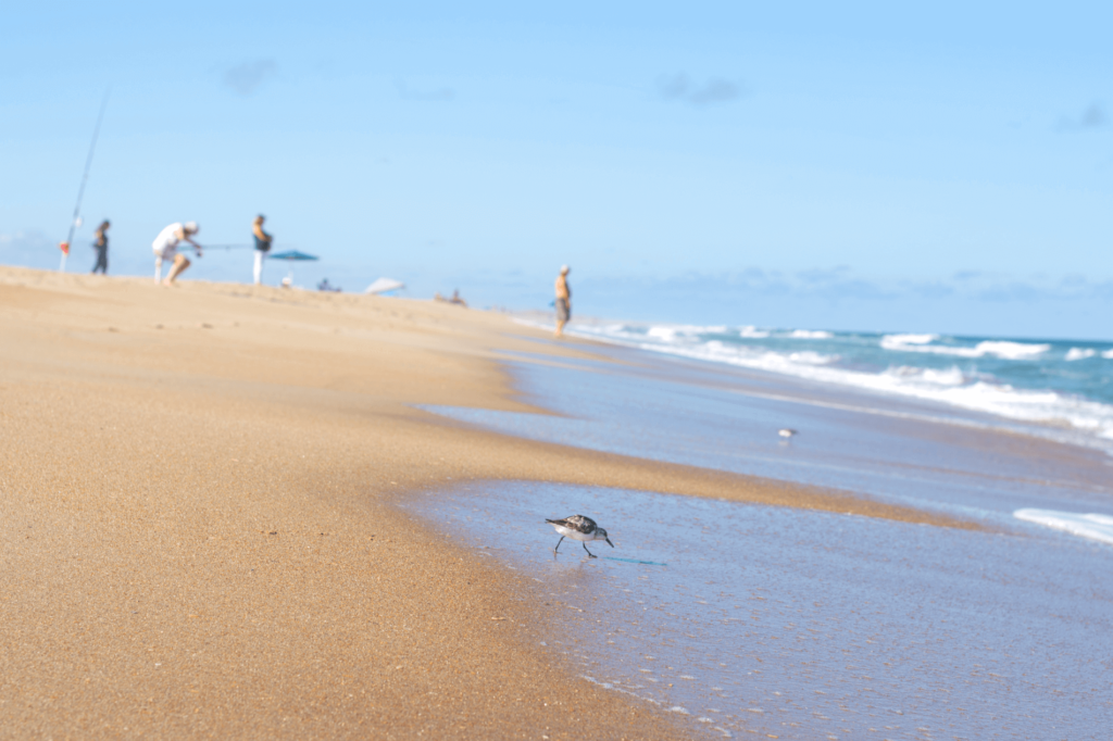 Coquina Beach is one of the most beautiful and fun Outer Banks beaches.